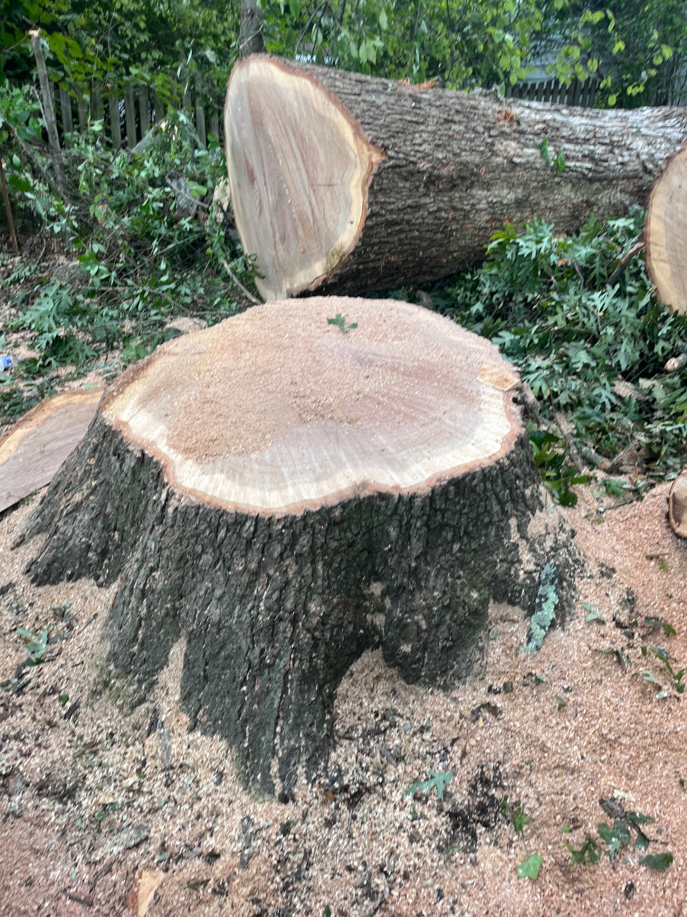Large oak tree removed, trunk sections and stump