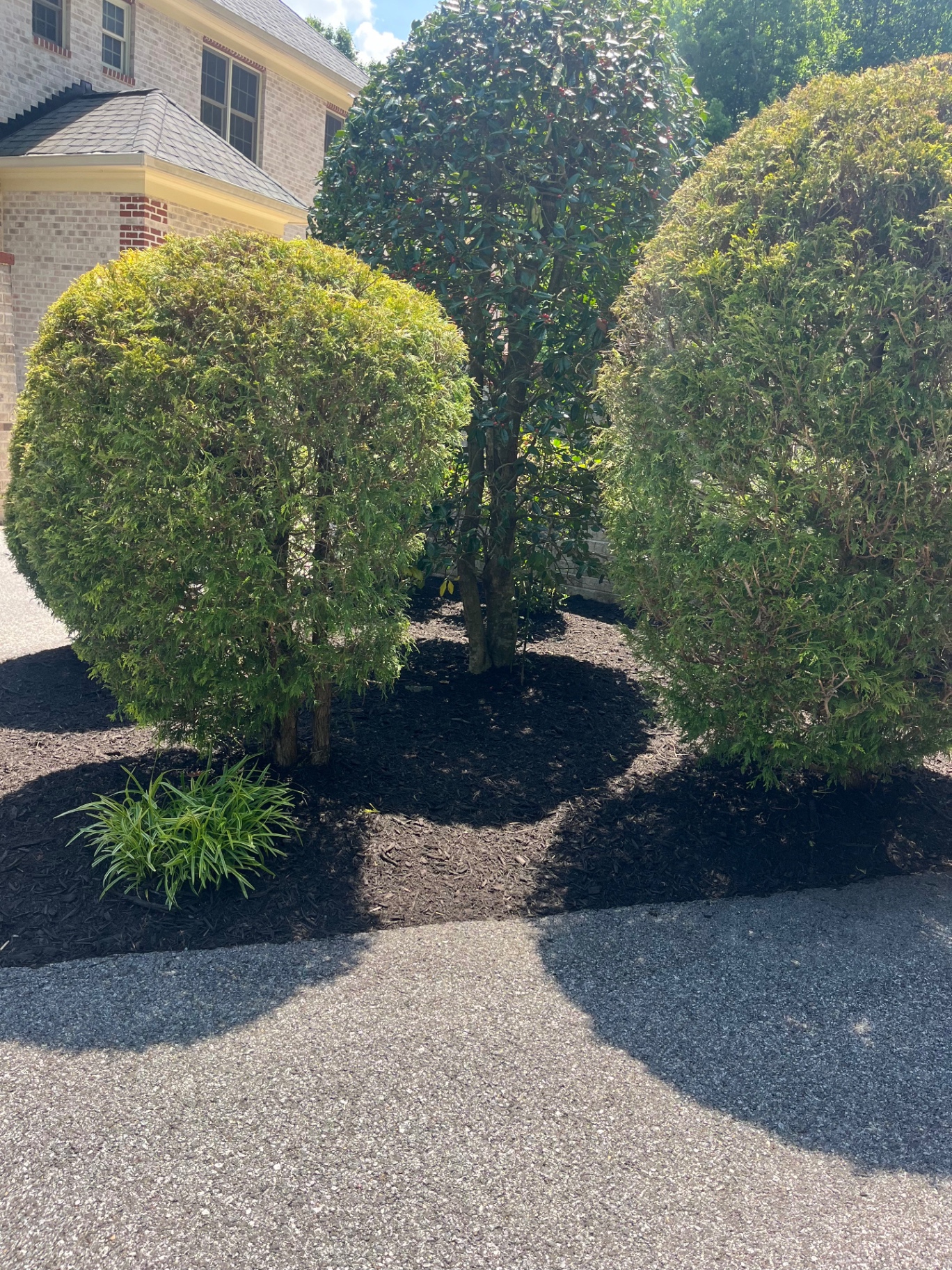 Shaped evergreen shrubs in fresh mulch bed